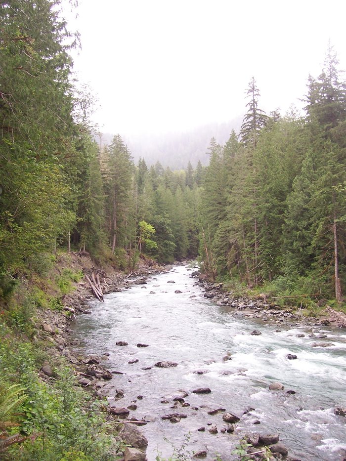 A river running through dense evergreen forest